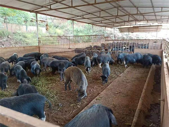 專業(yè)巡檢，熱心服務!華全發(fā)電機組助力養(yǎng)殖企業(yè)溫暖過冬!